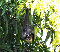Pteropus seychellensis comorensis