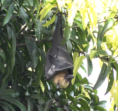 Pteropus seychellensis comorensis