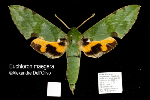 Verdant Hawkmoth