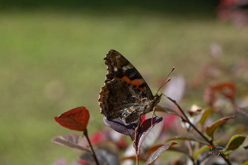 Indian Red Admiral
