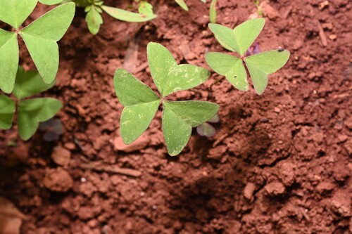 Garden pink-sorrel