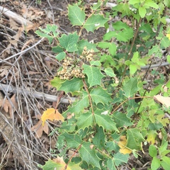Berberis wilcoxii