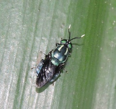 Ptilocera