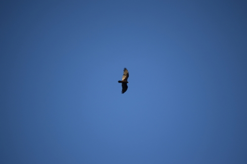 Turkey Vulture