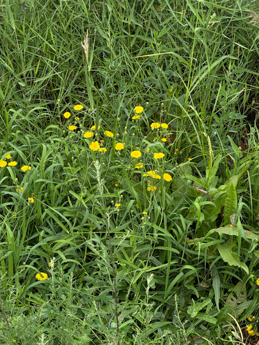 Seashore sowthistle