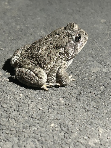 Woodhouse's Toad
