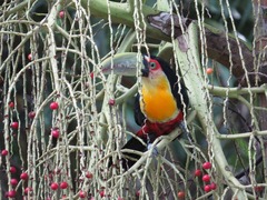 Ramphastos dicolorus