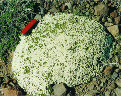 Lithodraba mendocinensis