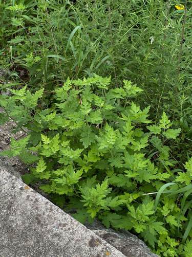 Chrysanthemum lavandulifolium