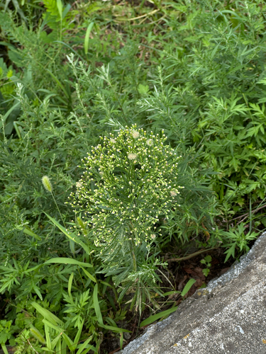 horseweed