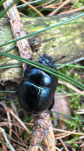 Woodland Dor Beetle