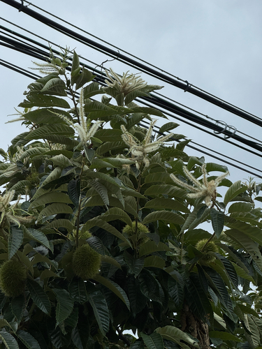 Japanese Chestnut