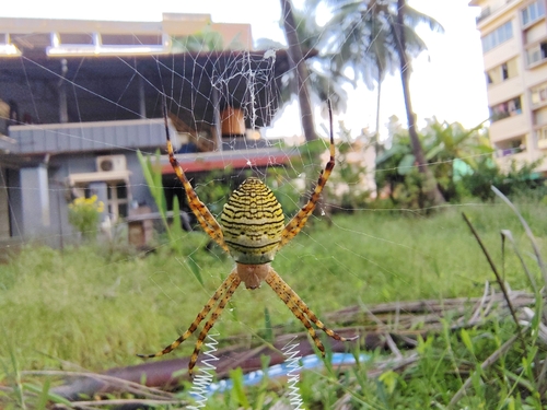 Oval Saint Andrew's Cross Spider