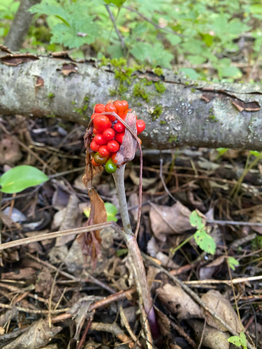 Jack-in-the-Pulpit