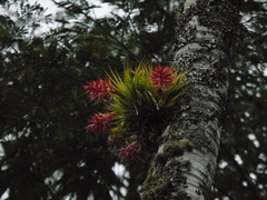 Tillandsia geminiflora, photograph (c) André Ribeiro Cardoso, some rights reserved (CC BY)