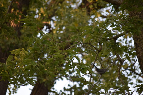 Gray Catbird