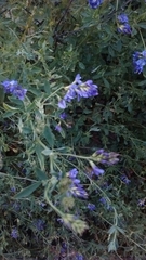 Medicago sativa