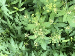 Osmorhiza occidentalis