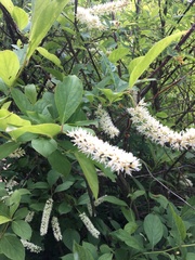 Itea