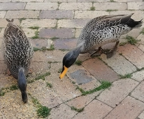 iNaturalist image