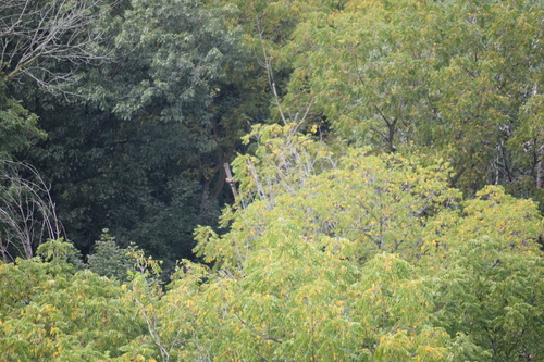 Northern Flicker