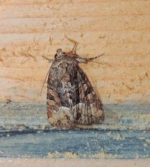 Oligia strigilis
