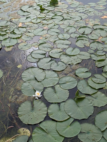 American white waterlily