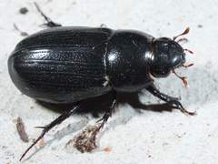 Dyscinetus morator