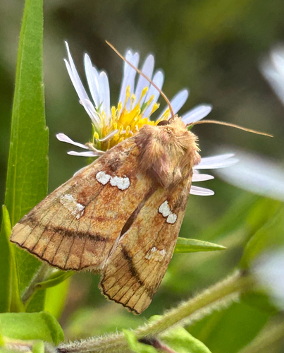 Bracken Borer Moth