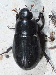 Dyscinetus morator
