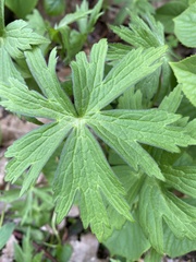 Anemonastrum canadense