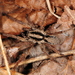 Sword Wolf Spiders - Photo (c) Jason M Crockwell, some rights reserved (CC BY-NC-ND), uploaded by Jason M Crockwell