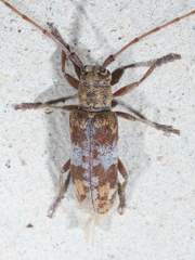 Goes variegatus