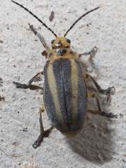 Derospidea brevicollis