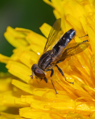 Anasimyia bilinearis