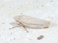 Prairiana