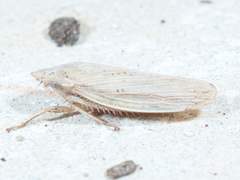 Prairiana