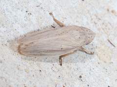 Prairiana
