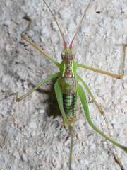 Obolopteryx catinata