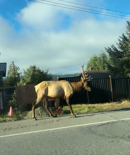 Roosevelt Elk