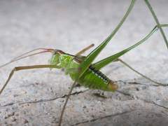 Obolopteryx catinata