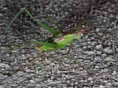 Obolopteryx catinata