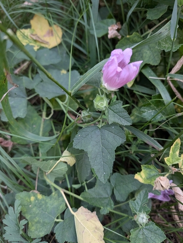 Eastern Tree-mallow