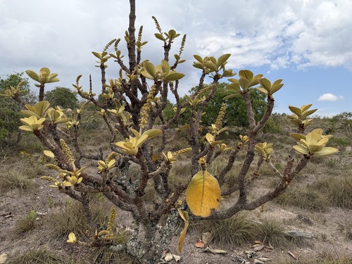 Byrsonima verbascifolia