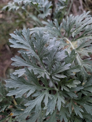 absinthe wormwood