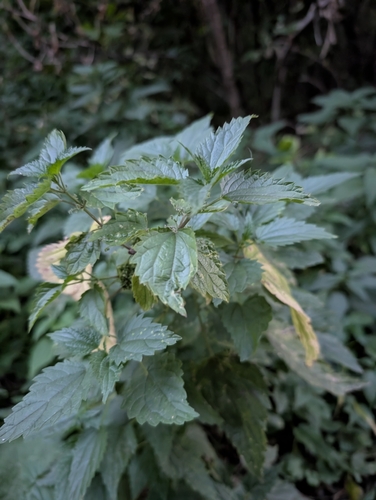 great stinging nettle