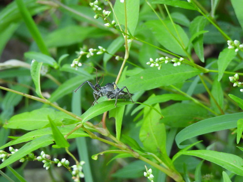 North American Wheel Bug