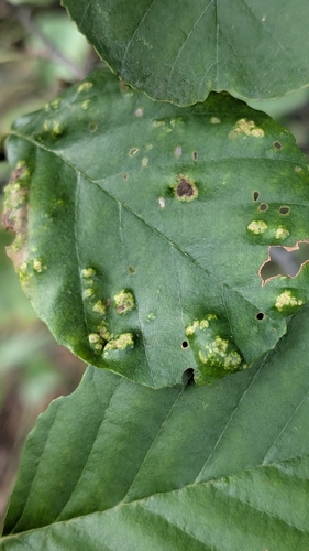 Alder erineum mite