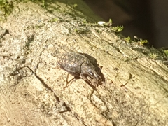 Otiorhynchus sulcatus