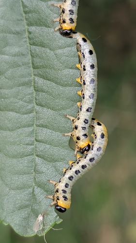 Hazel Sawfly